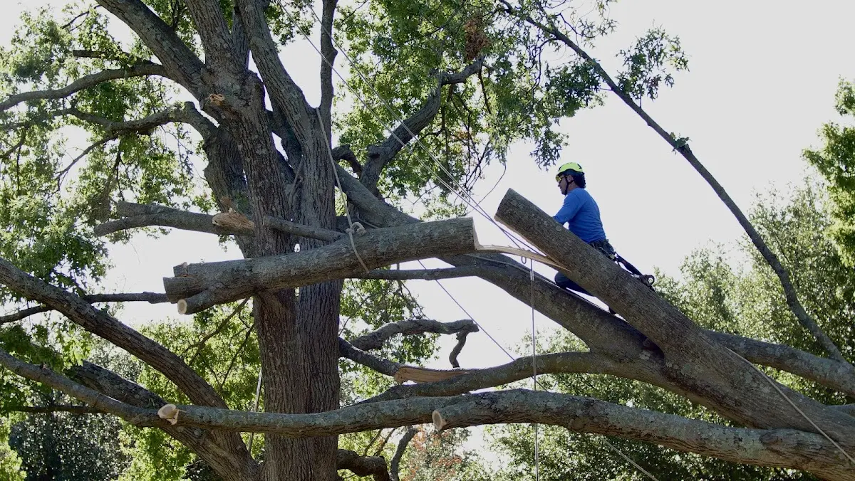 Professional Crown Thinning performed by certified arborists in Beckley